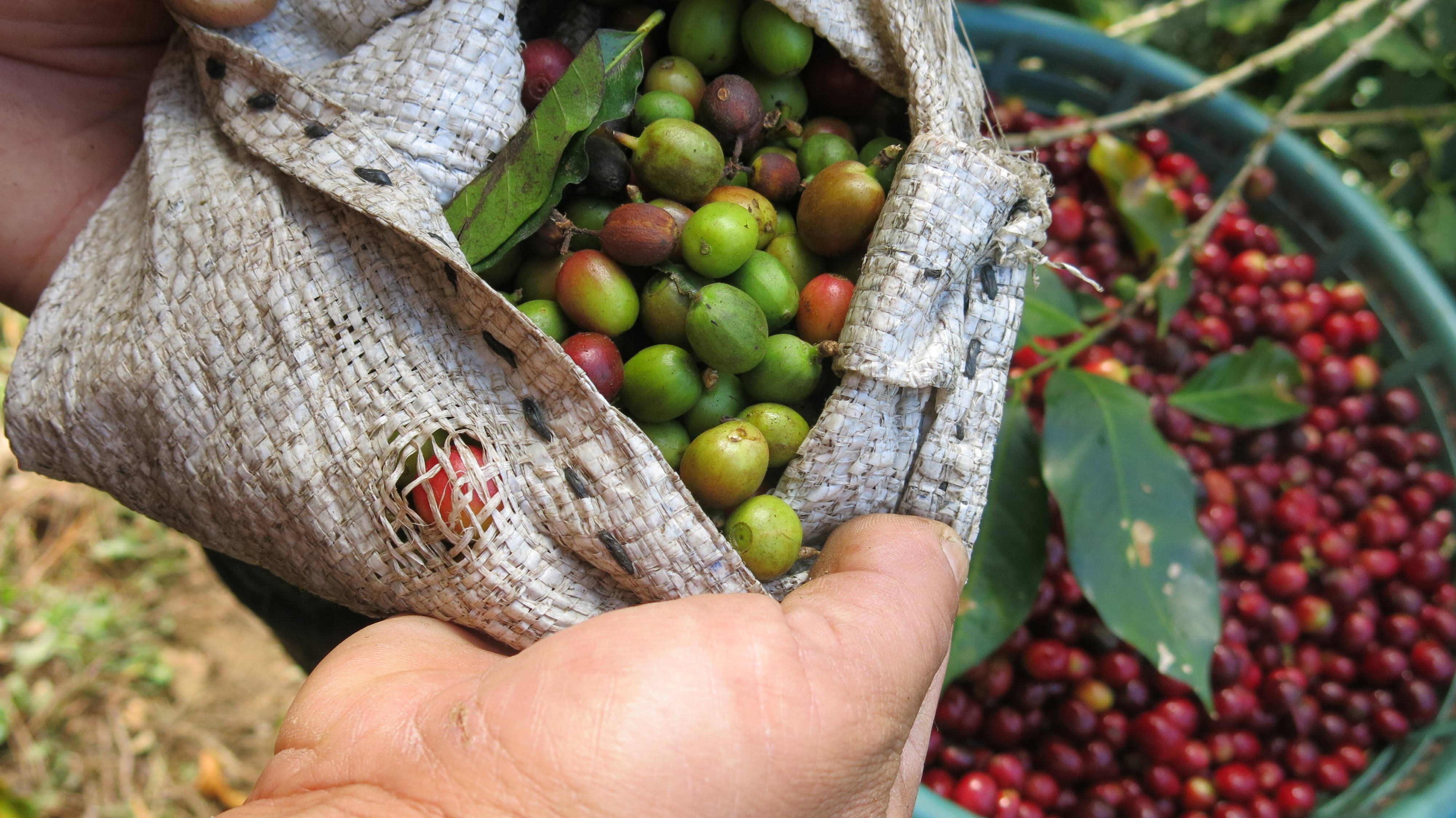 ClimateSmart Coffee is Key for Future Supply Rainforest Alliance for