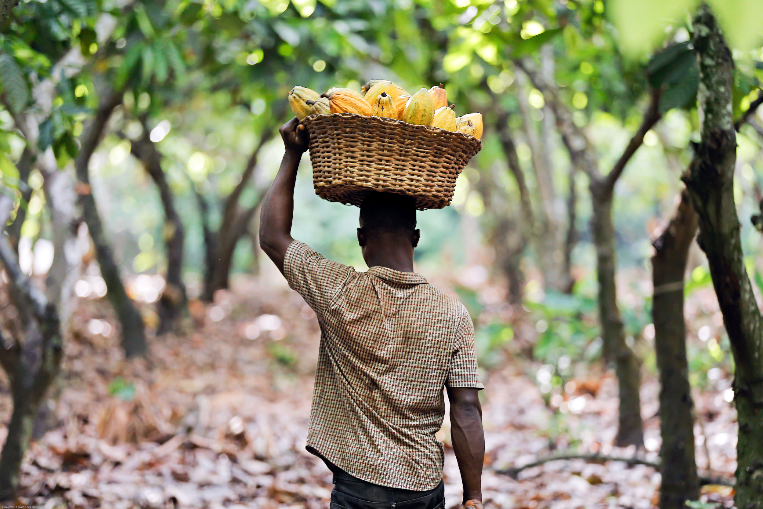 business plan for cocoa farming in ghana