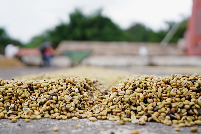 Forced Labor in the Coffee Industry and How We're Addressing It | Rainforest Alliance for Business