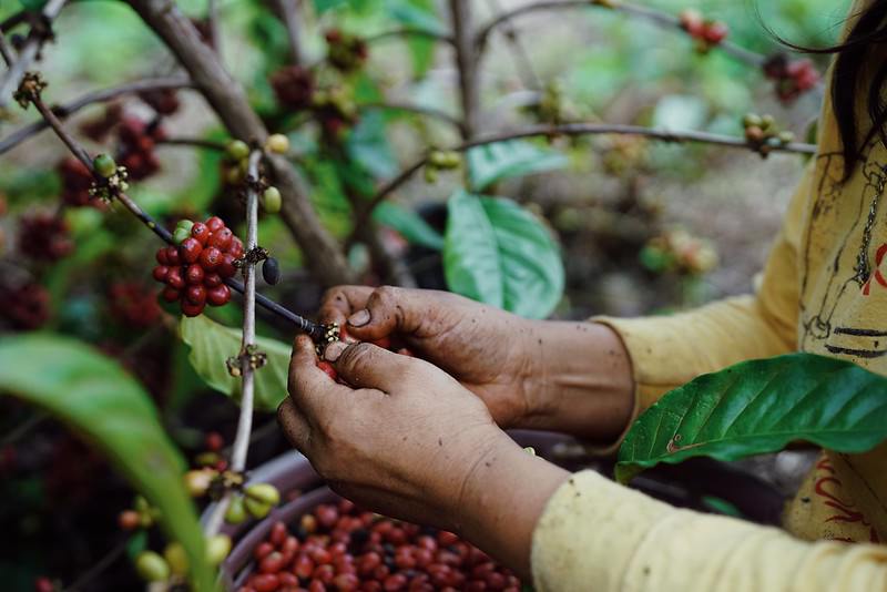 Forced Labor in the Coffee Industry and How We’re Addressing It