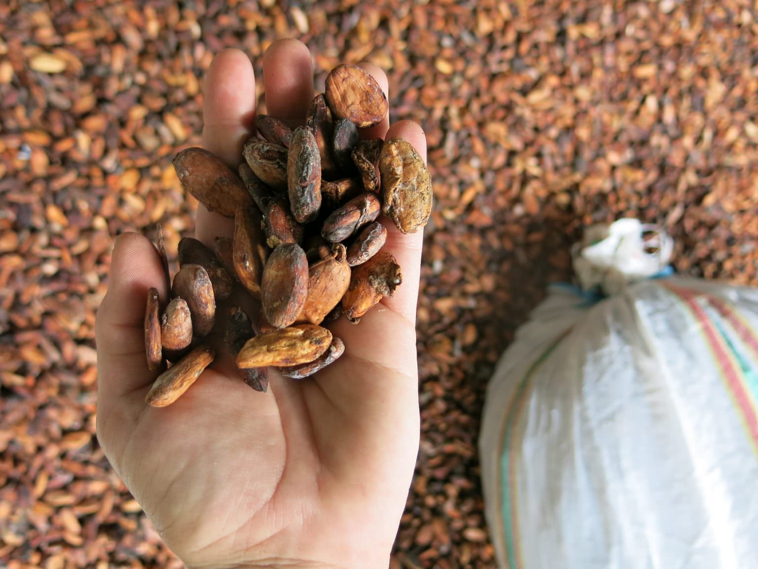 ‘Origin Matching’ Brings More Equity to Certified Cocoa Sourcing
