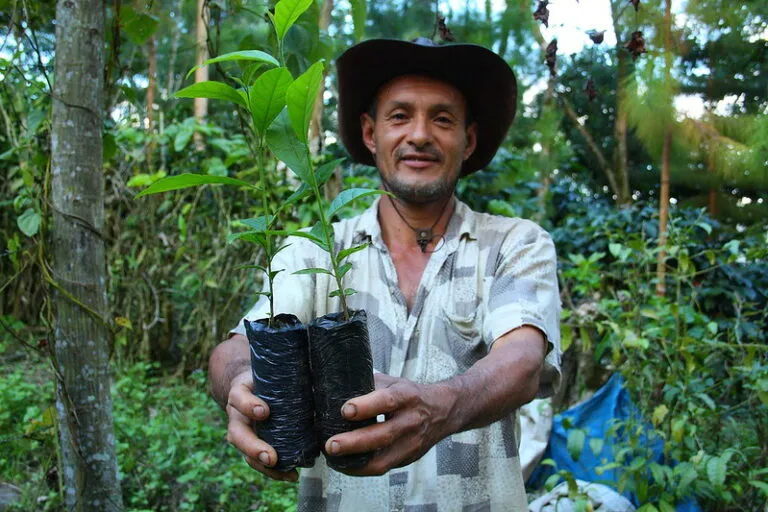 Juan Jiménez with coffee seedlings