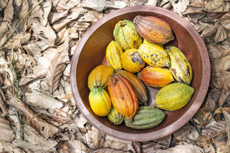cocoa pods in bowl