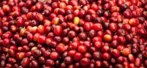 Coffee cherries