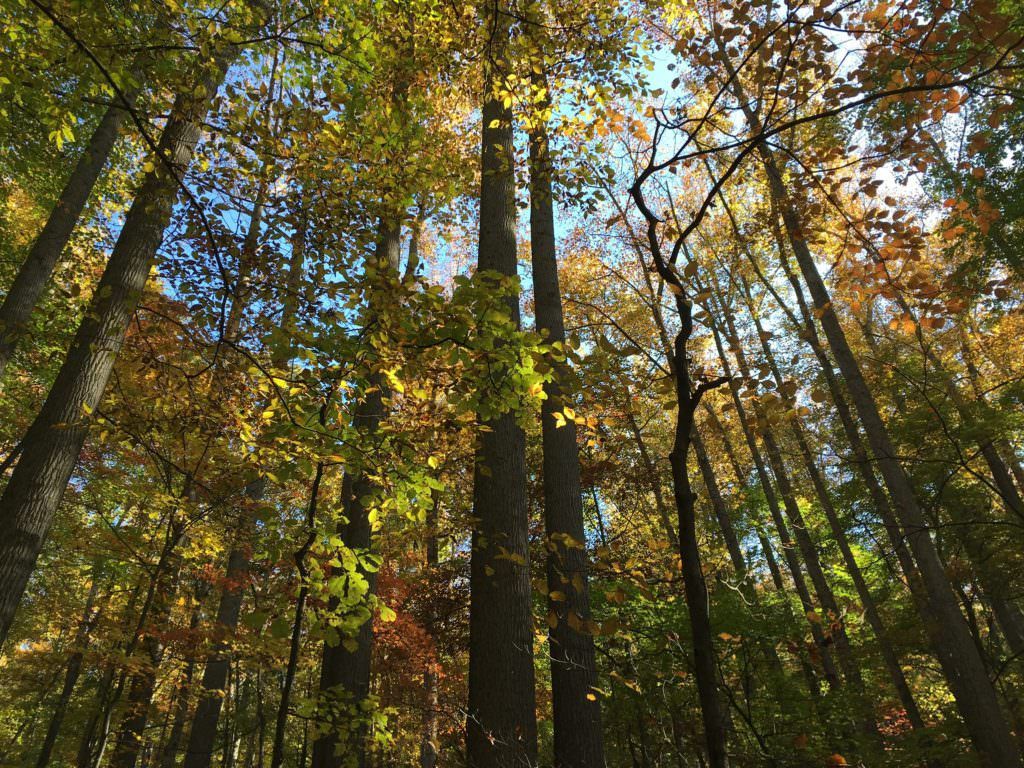 About Rainforest Alliance