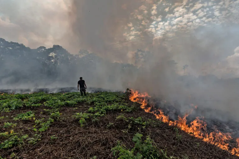 deforestation and climate change are deeply linked. trees are our greatest ally in fighting global warming.
