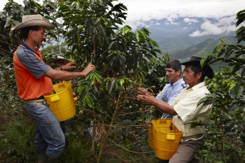 Coffee farmers picking ripe coffee cherries