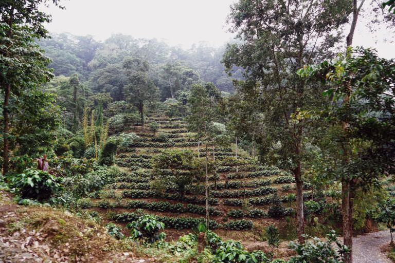 Finca el Platanillo, a Rainforest Alliance Certified coffee farm Guatemala