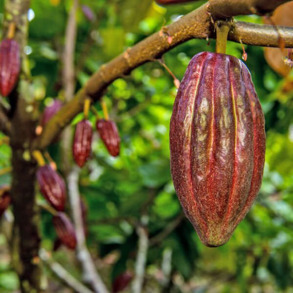 cocoa pods hanging from the tree
