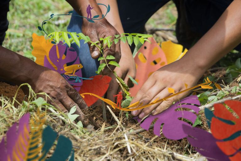 Reforesting header