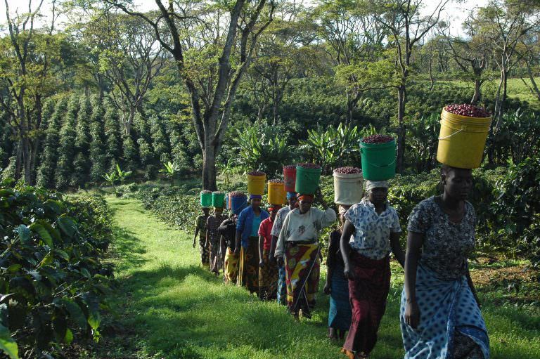 Machare Estate coffee workers