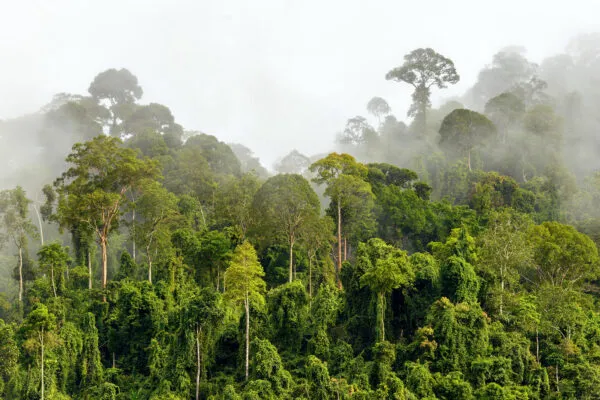 tambopata rainforest