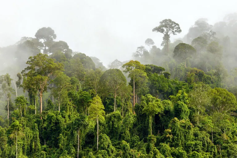 tambopata rainforest