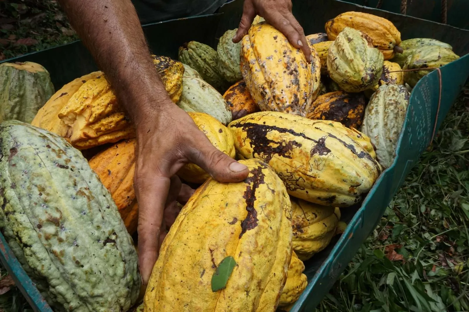 cocoa pods