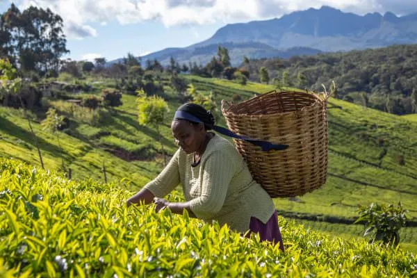 A woman picks leaves in a field of tea