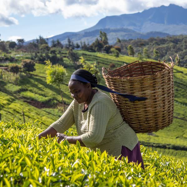 A woman picks leaves in a field of tea