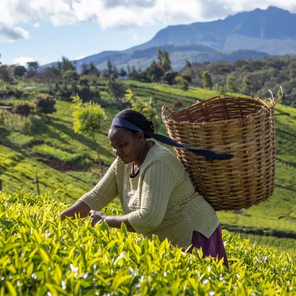 A woman picks leaves in a field of tea