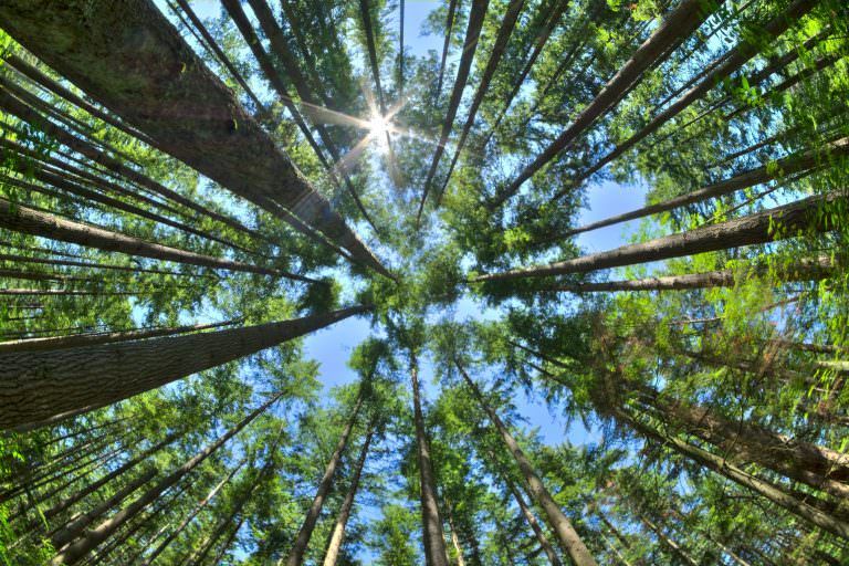 Dense pine forest