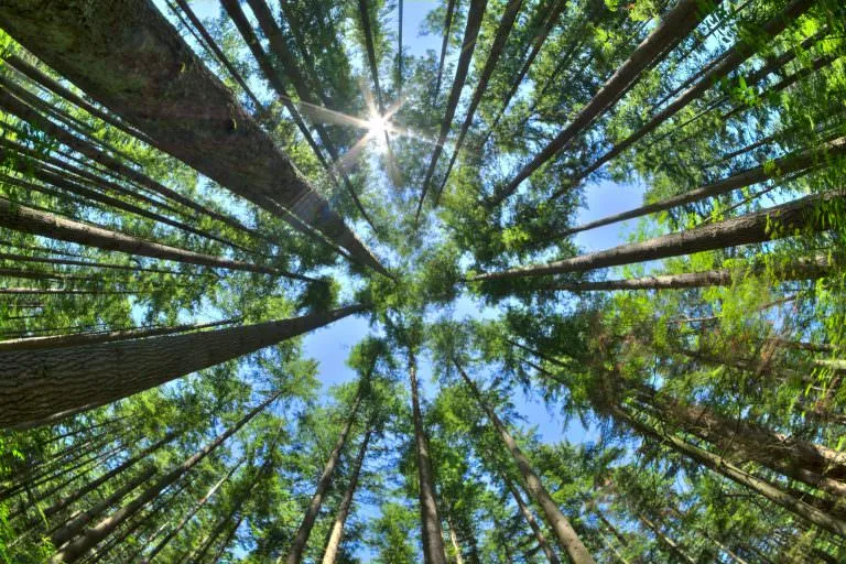 Dense pine forest