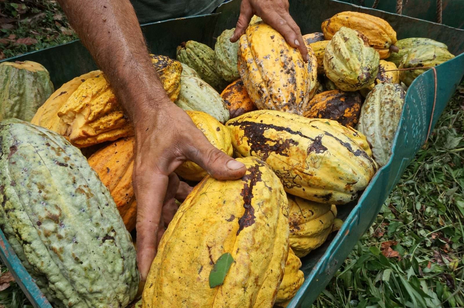 hands with cocoa pods