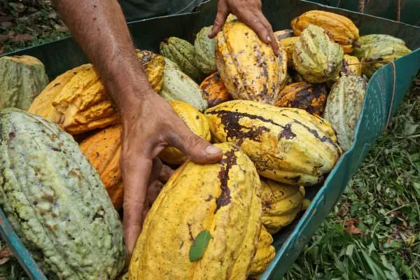 hands with cocoa pods