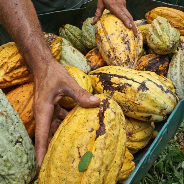 hands with cocoa pods