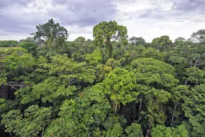Amazon rainforest