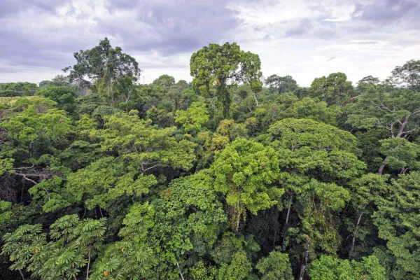 Amazon rainforest