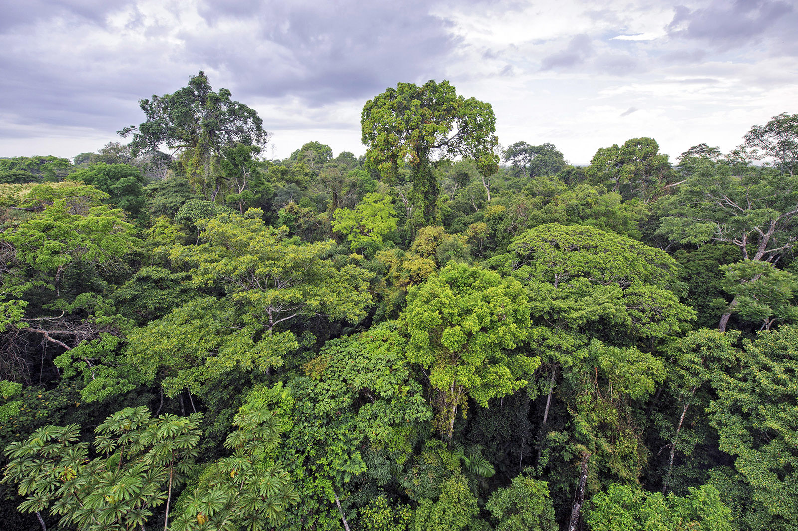 9 Rainforest Facts Everyone Should Know Rainforest Alliance