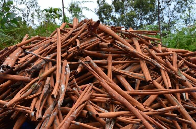 Pile of cinnamon bark