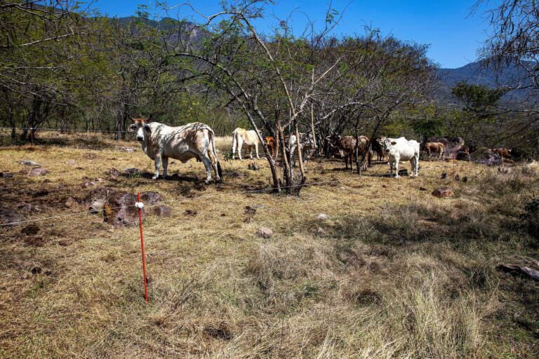 Cattle in deforested pasture