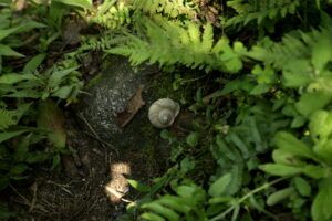A snail on the forest floor between ferns in Darjeeling, India.