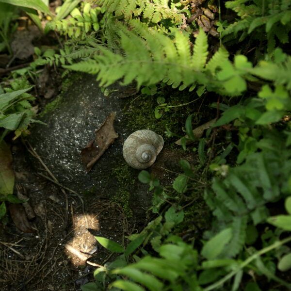 A snail on the forest floor between ferns in Darjeeling, India.