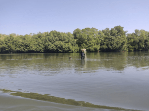 Biodiversidad del Manchón Guamuchal