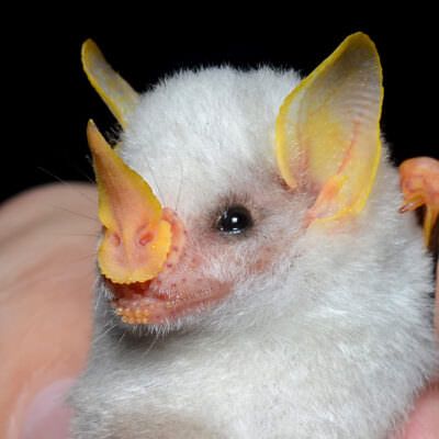 A Honduran white bat mist-netted at La Selva Biological Station