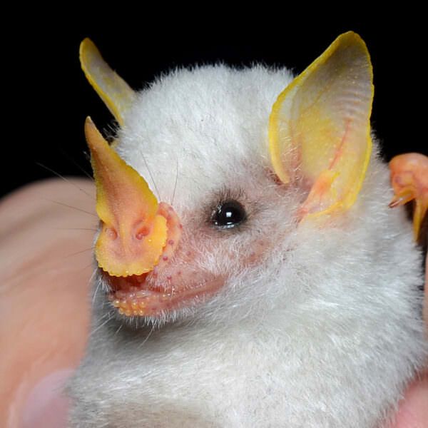 A Honduran white bat mist-netted at La Selva Biological Station