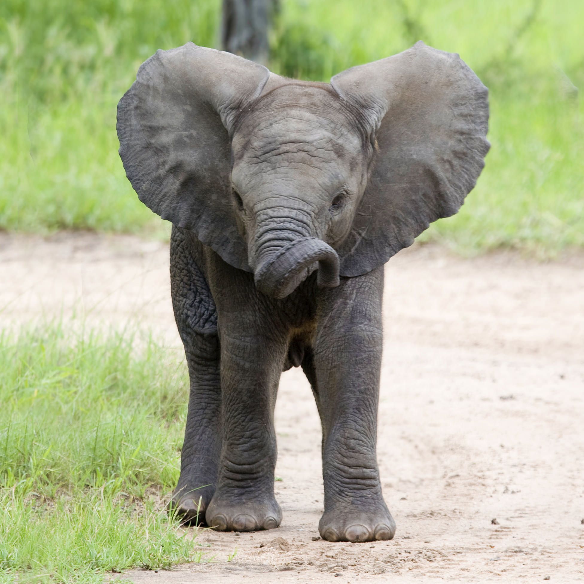 African Elephant | Rainforest Alliance