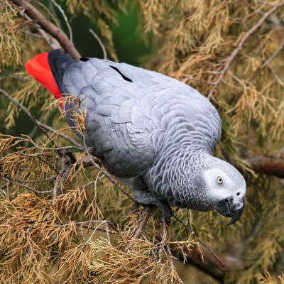 Parrots Habitat Rainforest