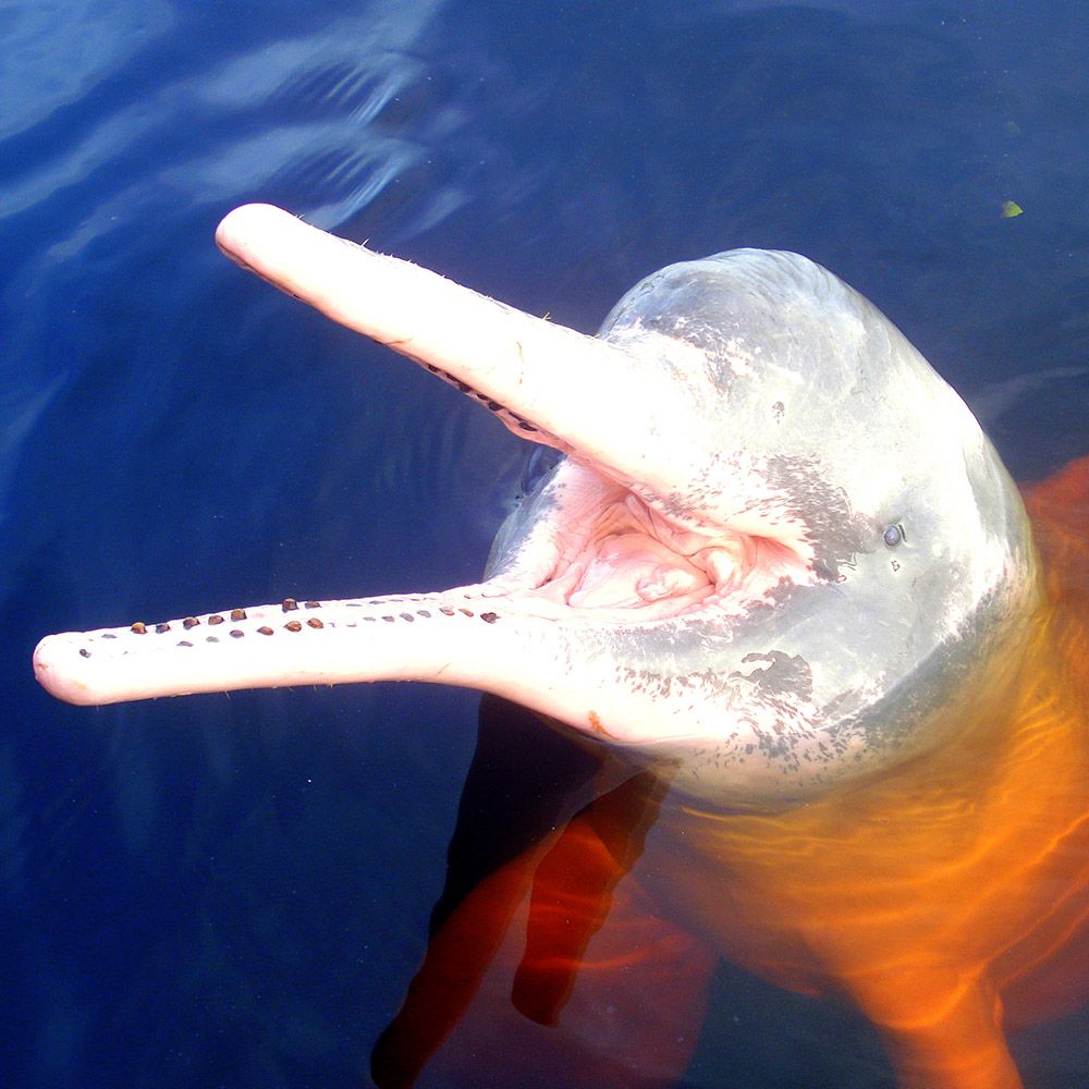 Amazon River Dolphin | Rainforest Alliance