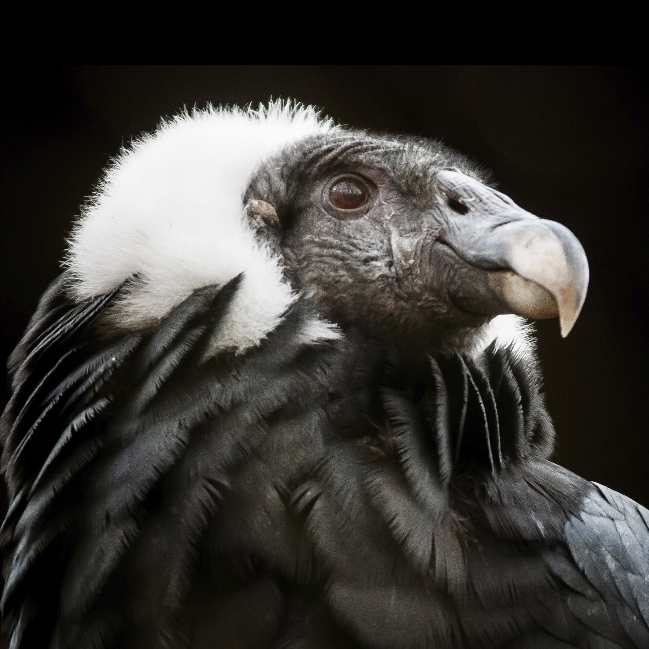 Andean Condor Rainforest Alliance 法人向け