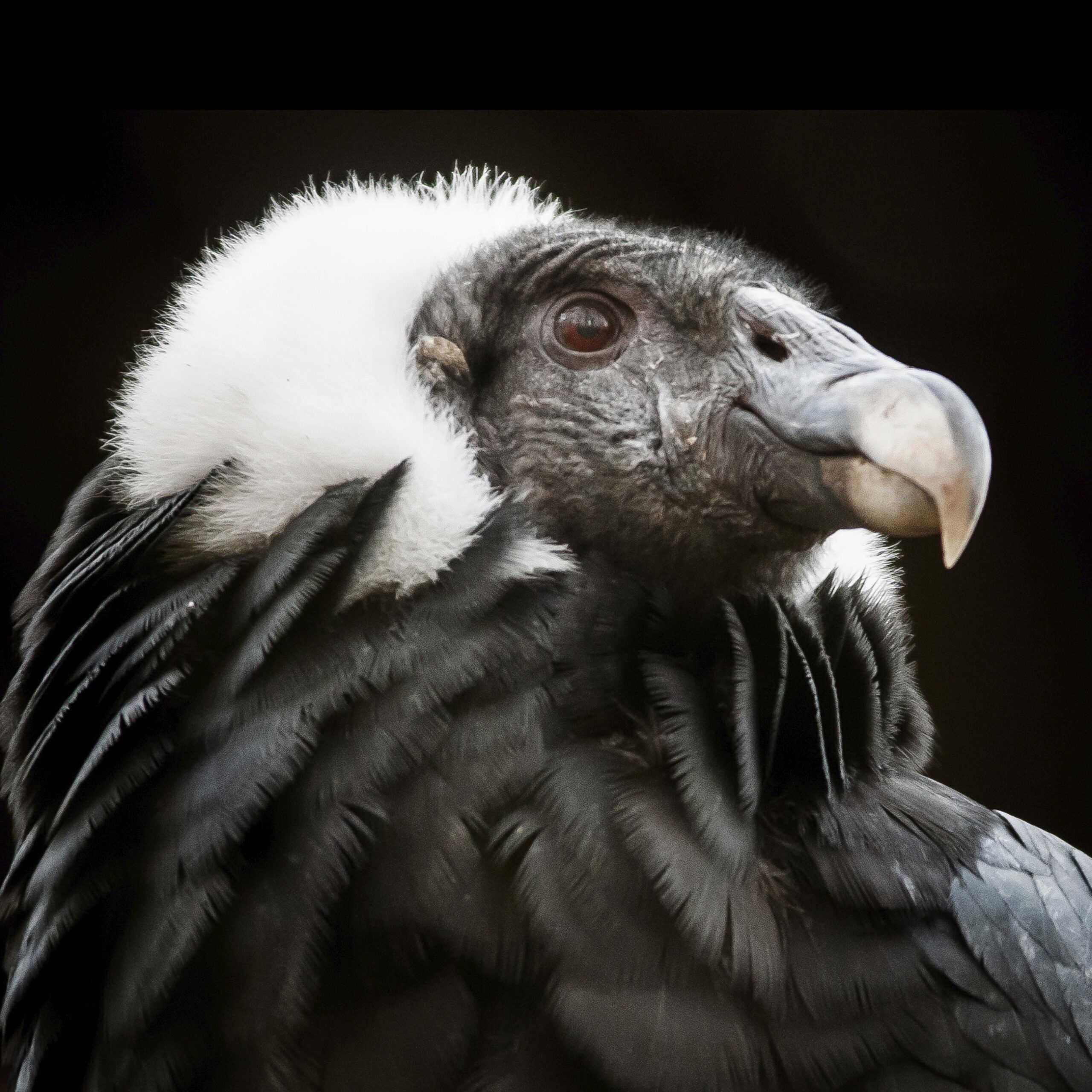 Andean Condor | Rainforest Alliance