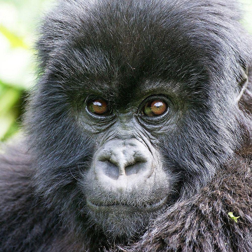 Mountain Gorilla | Rainforest Alliance