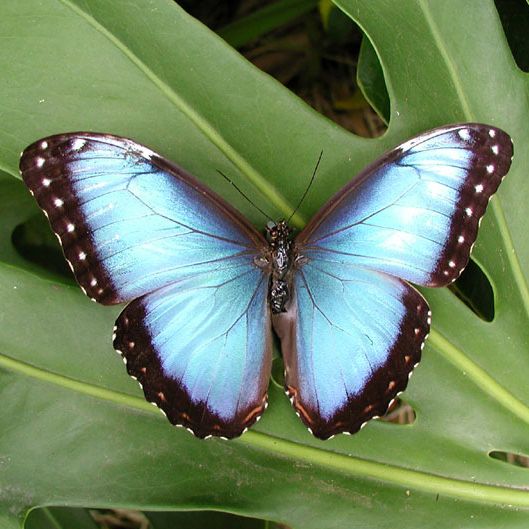 blue monarch butterfly wings