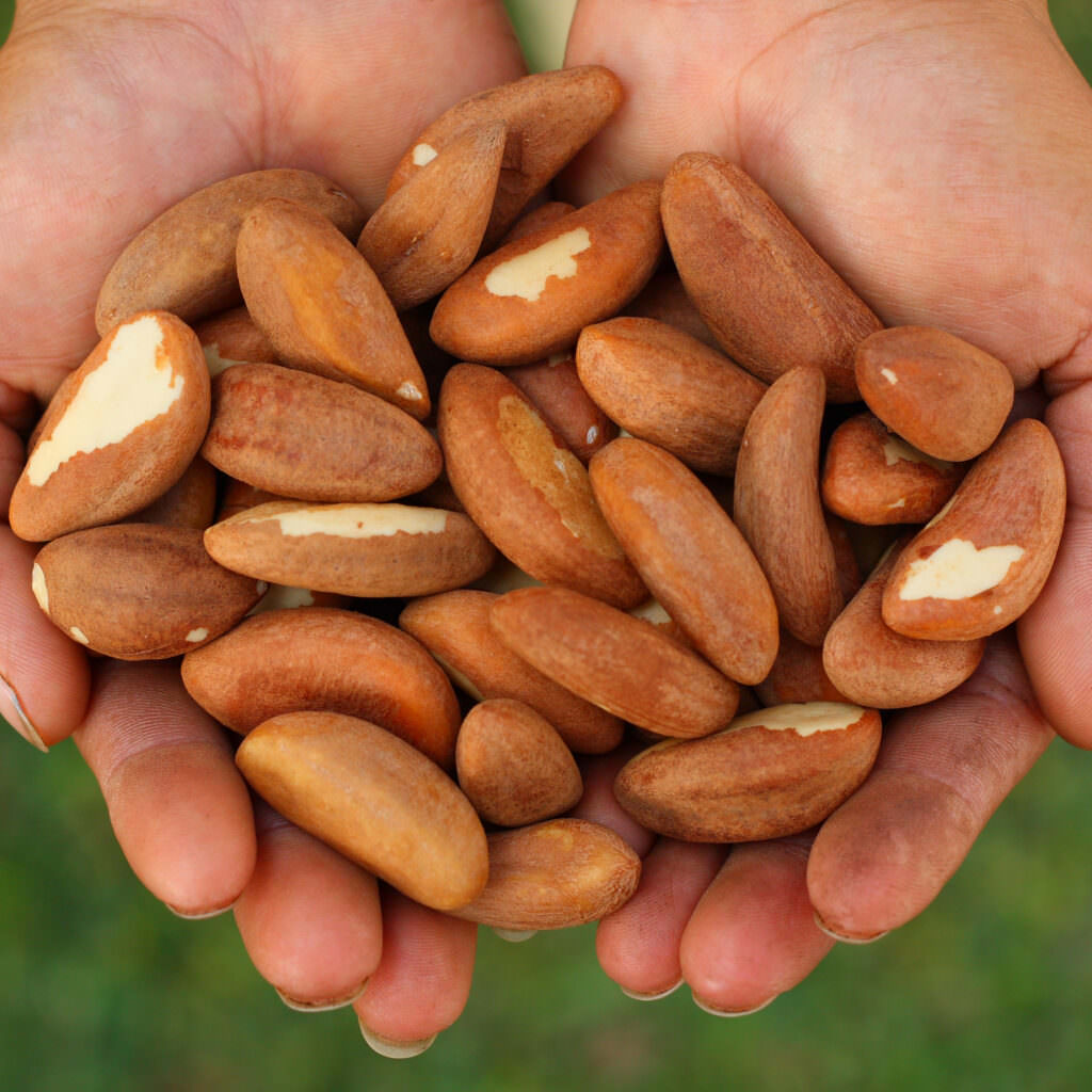 Brazil Nut Tree Rainforest Alliance Pour les entreprises.