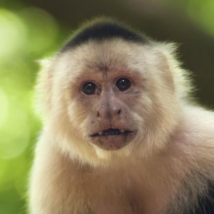 pet capuchin monkey