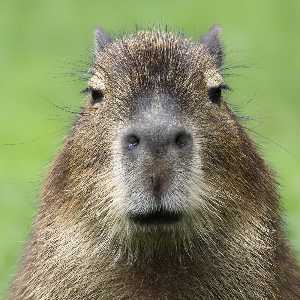 Do Capybara Live In The Rainforest Facts Habitat Guide