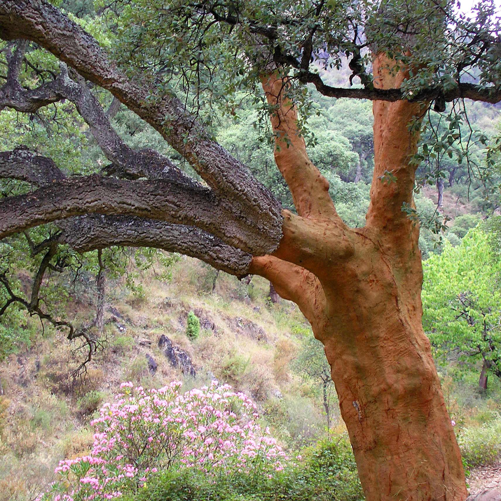 Cork Oak  Rainforest Alliance