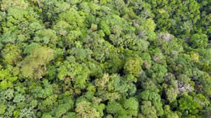 aerial view of tropical forest canopy
