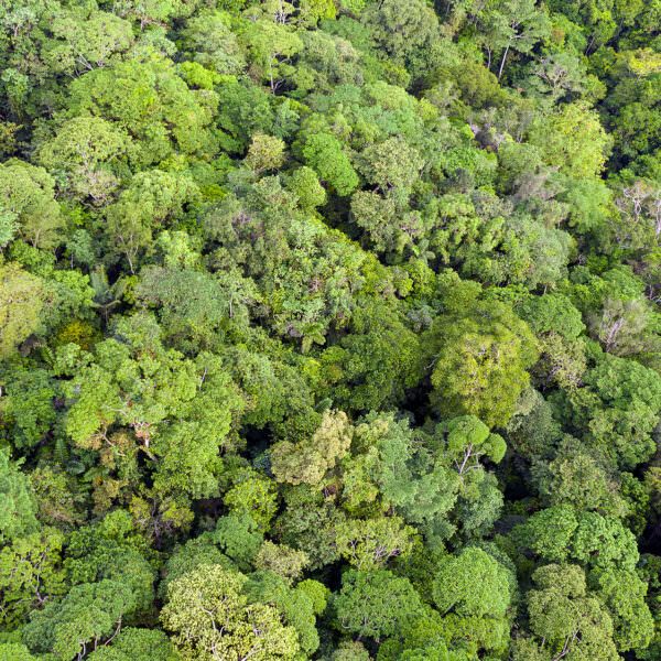 aerial view of tropical forest canopy