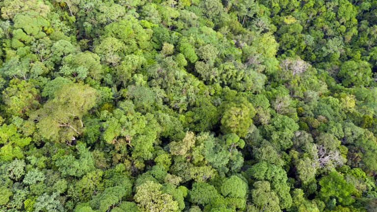 aerial view of tropical forest canopy